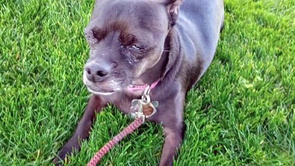 Paco feels pressure from all sides but wonderfully he laid down sat & stared at doggie pass us by VID_20240411_153759373