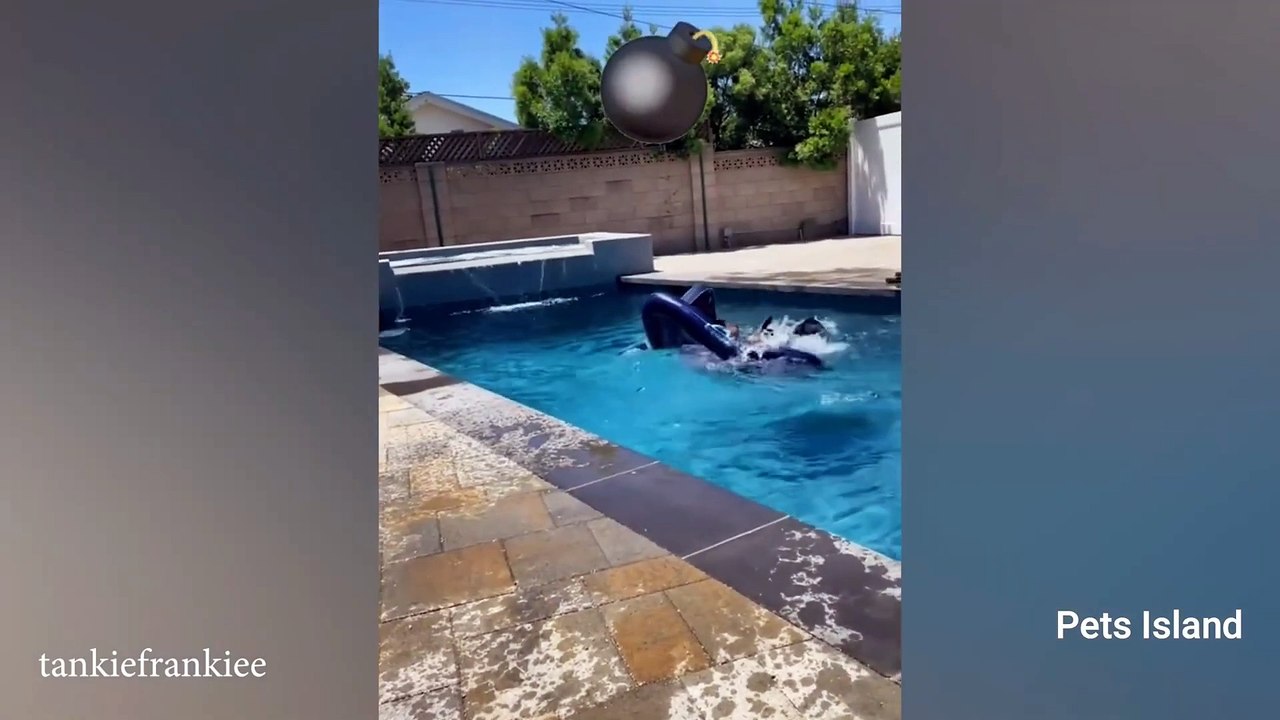 Rottweiler is also known as the CLOWN PRINCE OF DOGS 