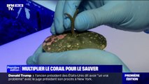 Boulogne-sur-Mer: comment ces scientifiques parviennent à multiplier le corail grâce au bouturage