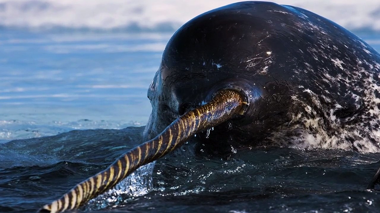 Narwal - Das Einhorn Der Meere _ Dokumentation