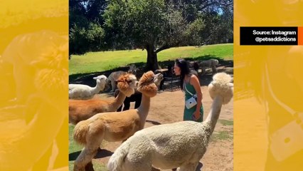 Varoitus! Älä yritä suudella alpakkaa 🦙