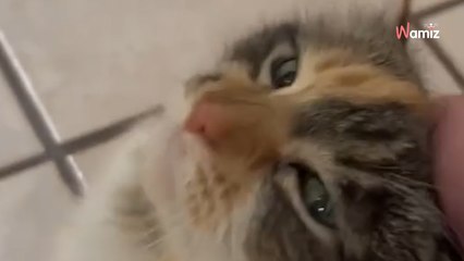 Vous avez déjà entendu un chat parler vous   ..