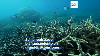 El cambio climático causa el cuarto blanqueamiento masivo de los arrecifes de coral del mundo
