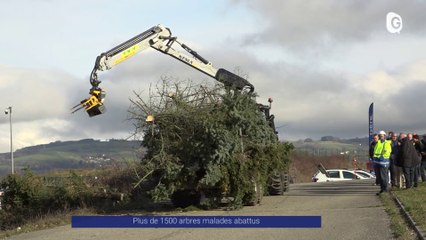 Reportage - Des arbres malades abattus - Reportages - TéléGrenoble