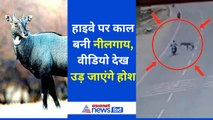 Viral Video: हाईवे पर काल बनकर आई नीलगाय, वीडियो देख उड़े होश