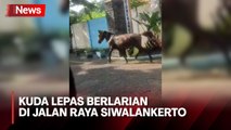 Tiga Ekor Kuda Lepas dari Kandang dan Berlarian di Jalan Raya Siwalankerto Surabaya