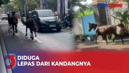 Tiga Ekor Kuda Berkeliaran di Jalan Raya, Hebohkan Warga Siwalankerto Surabaya