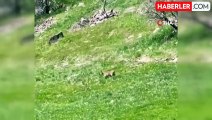 Elazığ'da nesli tükenme tehlikesi altındaki dağ keçileri görüntülendi