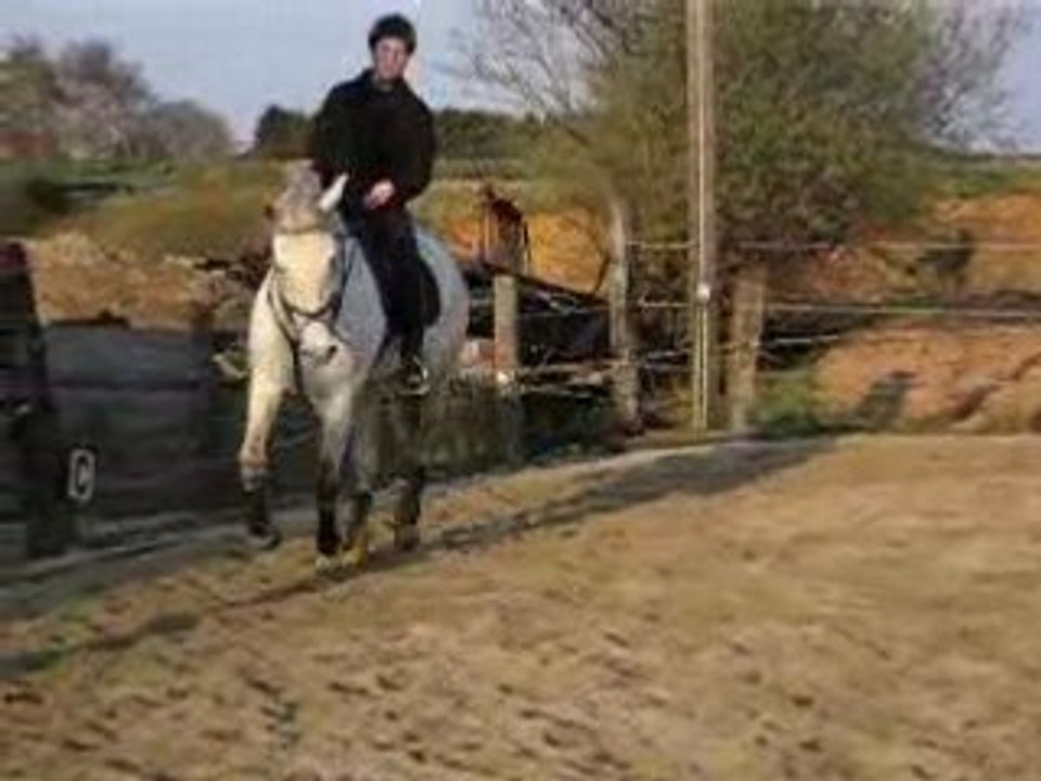 cours de dressage 8 avril 2008