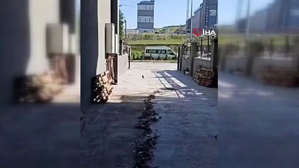 İşçi kargalardan şikayetçi oldu: ''Patron kargalar kadar çalışmıyorsunuz diyor''