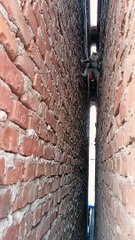 #上热门 #这猫要成精了吧 一只不安分守己的猫，看看像你的那一位吗？