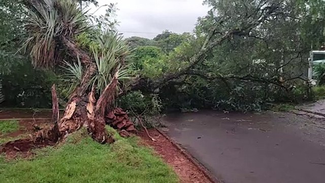 Árvore de grande porte cai na Região do Lago e deixa residências sem energia e rua interditada