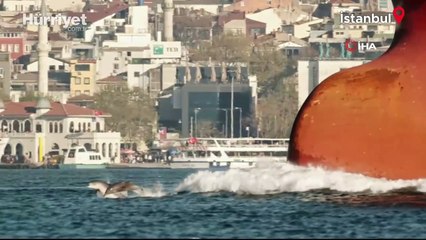 İstanbul Boğazı'nda yunuslar böyle görüntülendi