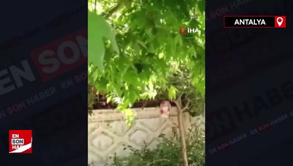 Antalya'da okul bahçesindeki ağaçta yılan görüldü