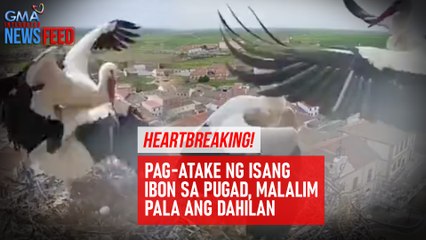 Pag-atake ng isang ibon sa pugad, malalim pala ang dahilan | GMA Integrated Newsfeed