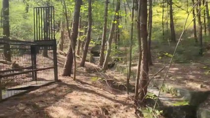 [서울] 북한산 국립공원과 협력해 멧돼지 경계 강화 / YTN