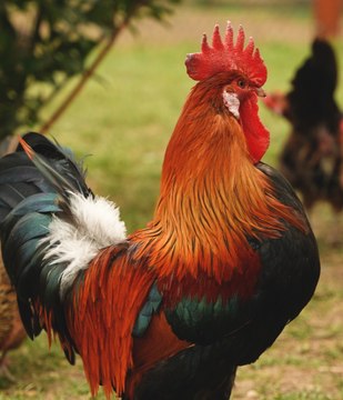 Il se bat pour sauver la race du coq gaulois