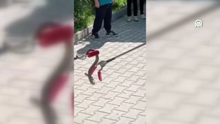 Okulun bahçesine giren yılanı böyle yakaladılar