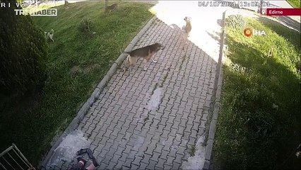 Başıboş köpeklerden kaçan yaşlı kadın merdivenlere düştü