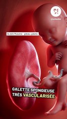 Comment les bébés se nourrissent-ils pendant la grossesse ?