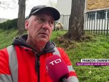 Des moutons tondent les pelouses de l'école des Ovides - Saint-Etienne Métropole - TL7, Télévision loire 7