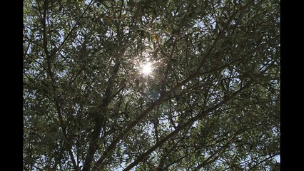 Türkülerle Türkiye - Gümüşhane - Zerdali Çiçek Açtı