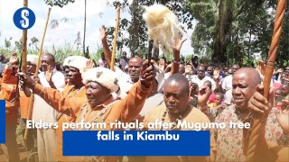 Elders perform rituals after Mugumo tree falls in Kiambu