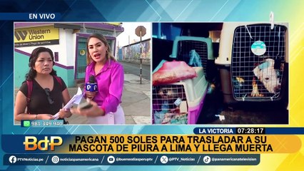 Pagan S/ 500 para trasladar a perrito de Lima a Piura y llega muerto: "En el contrato decía que usarían miniván"