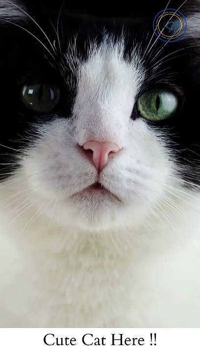 cute cat here !!