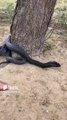 Dangerous Black Cobra Hiss #snake #kingcobra #reptiles