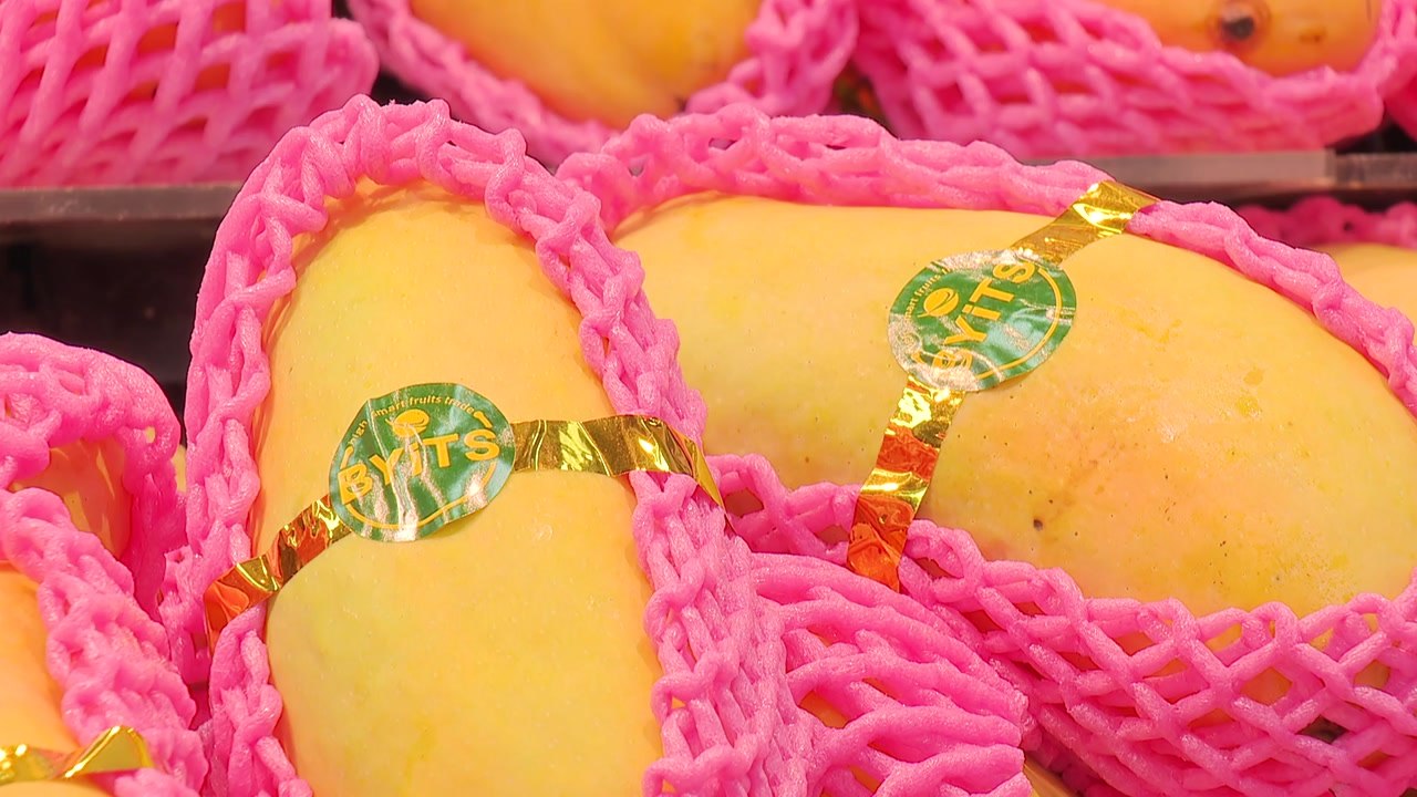 지난달 망고·파인애플 수입 역대 최대...과일 수요 분산 / YTN