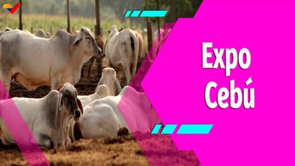 Buena Vibra | Feria Nacional del Cebú y sus Cruces: La tercera más grande del continente