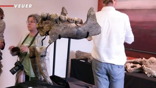 Check Out These Prehistoric Elephant Bones