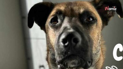 Ce chien a été abandonné suite aux difficultés personnelles de sa maîtresse et rêve d'une seconde chance dans la vie