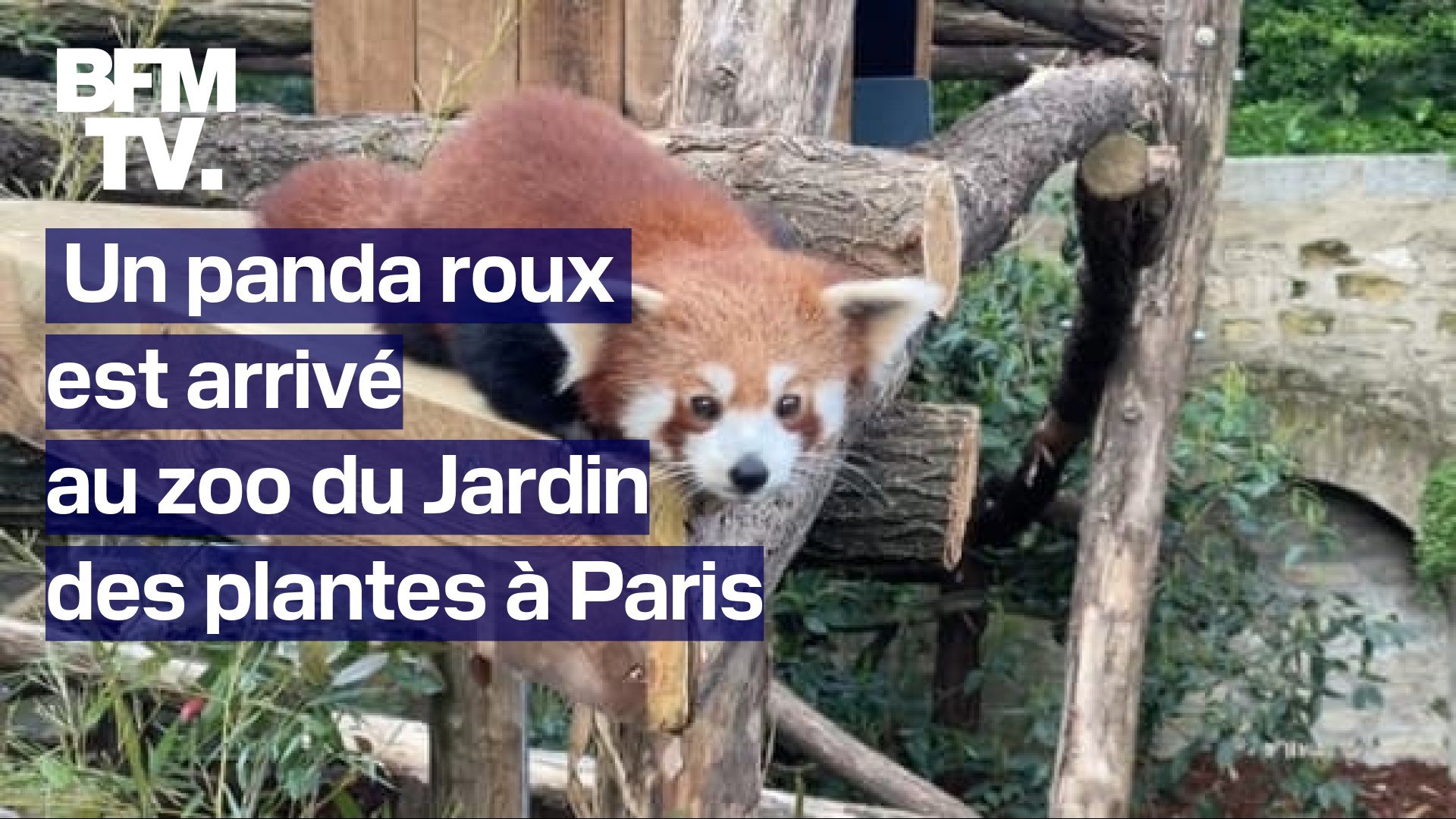 Panda Roux Heureux Naissance Rare D'un Bébé Panda Roux Au Parc