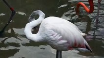 Beautiful birds in water.