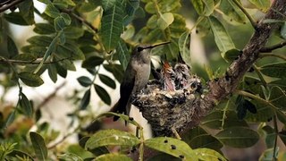 beautiful bird with her cute new born in nest.