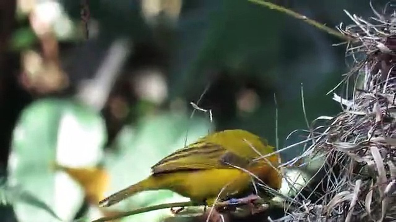 Beautiful bird is making a hanging nest.