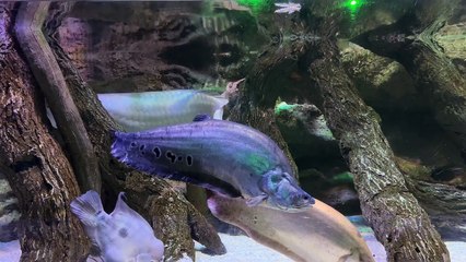 Beautiful colourful fish from underwater.