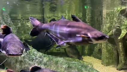 Most beautiful colourful fish from underwater.