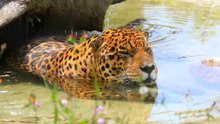 The Wilds of Colombia: A World Inhabited by the Strangest Creatures on Earth
