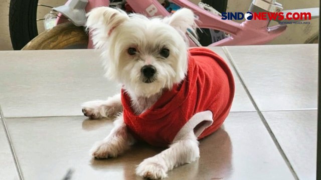Aksi Sadis 4 Remaja Siksa Anjing hingga Mati di Jember Terekam CCTV