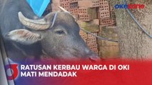 Diawali Kejang, Ratusan Kerbau Warga Tiba-Tiba Mati Diduga Terserang Virus