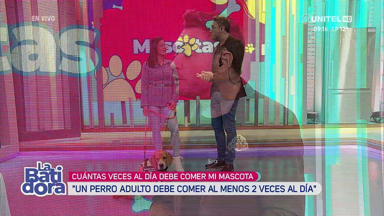 ¿Cuántas veces al día se debe alimentar a las mascotas?