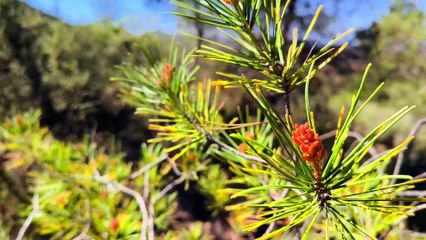☁️Tra Le Nuvole Uno Sguardo Sul Paesino️Di Cotarelo - Oscos "DJI Mini 2(31° Ep.)