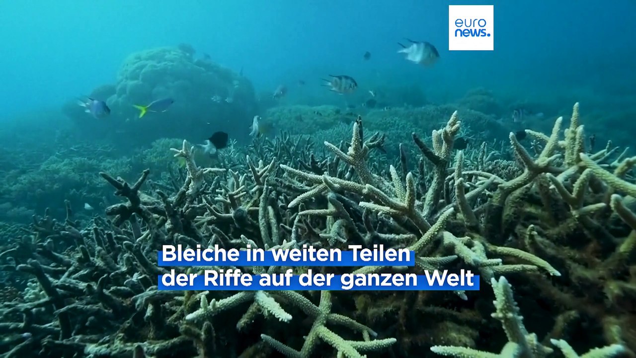 Hitze stresst die Korallen, sie verlieren ihre Farbe und sterben