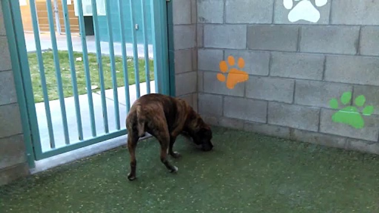 Old film ️Juju 6y A585028 Pit Bull Terrier Nice Girl sit before asked