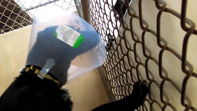 Old film❤️Maybe Georgia Pet Id 841318 Scared Black Lab kennel 34 practicing sitting with growling kennel neighbor at Humane Society of Southern Arizona❤️3450 N. Kelvin Tucson AZ on 3-15-2017adopted4-8-2017old film