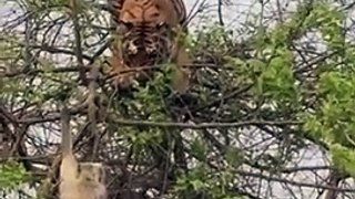 Ce tigre ne peut rien faire face à un singe dans un arbre