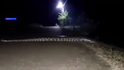 Hallan enorme boa llamada 'cazadora nocturna'